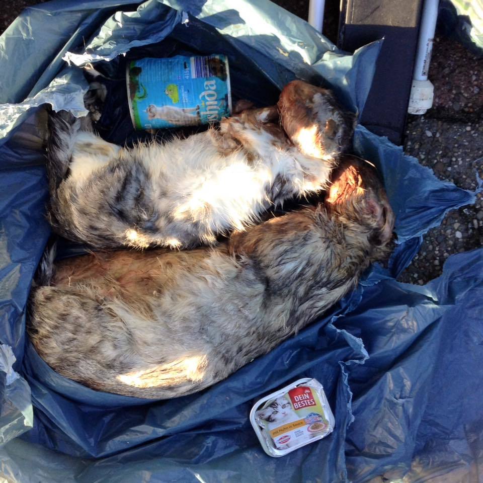 Zwei Katzenkadaver wurden in einer Mülltüte entsorgt.