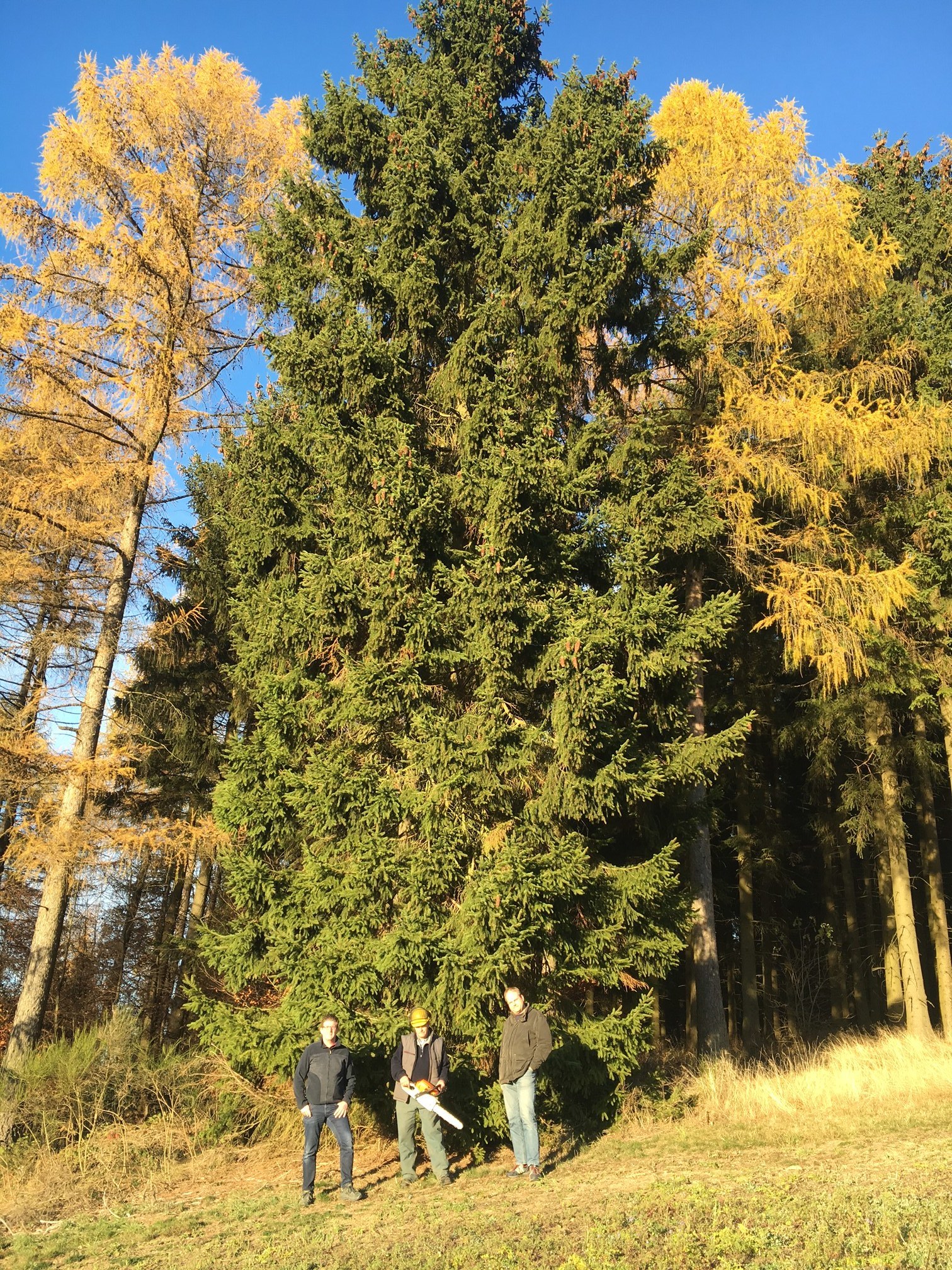 Der "wahrscheinlich größte Weihnachtsbaum im Sauerland" wird beim Weihnachtstreff in Sundern zu sehen sein.