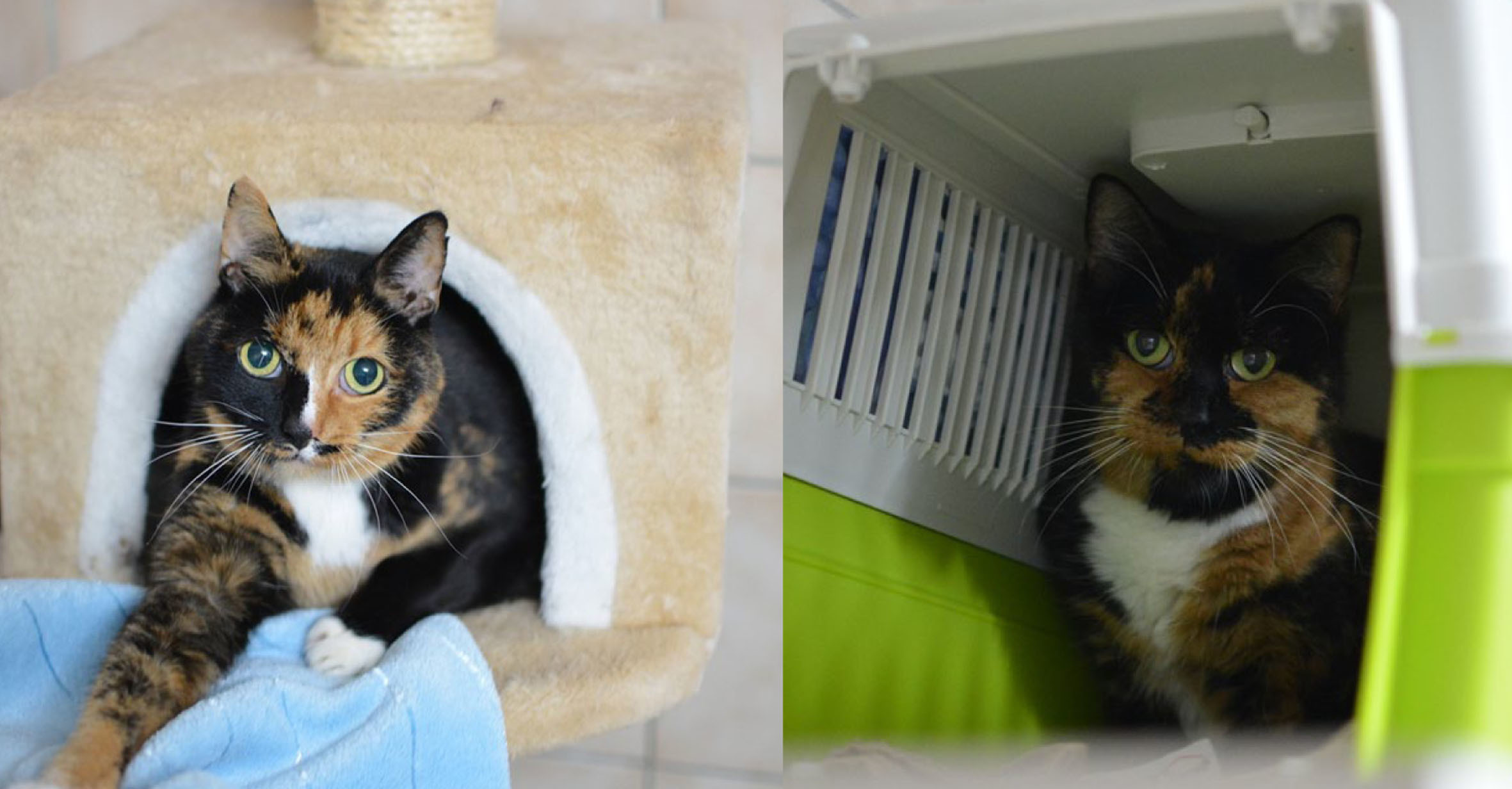 Leeloo (links) ist die Mutter von Ivy. Die beiden süßen, aber scheuen Katzenladys sind unzertrennlich und suchen gemeinsam ein ruhiges Zuhause.