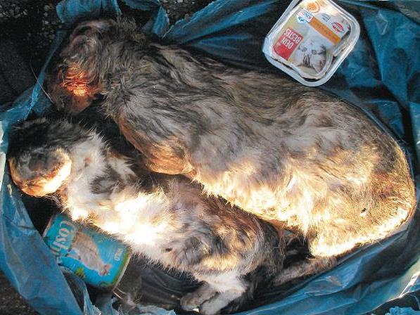 Wieder wurden zwei tote Katzen im Altkleiderbehälter in Hamminkeln gefunden.
Der Kreis Wesel bittet um sachdienliche Hinweise: 0281/ 207 7007.