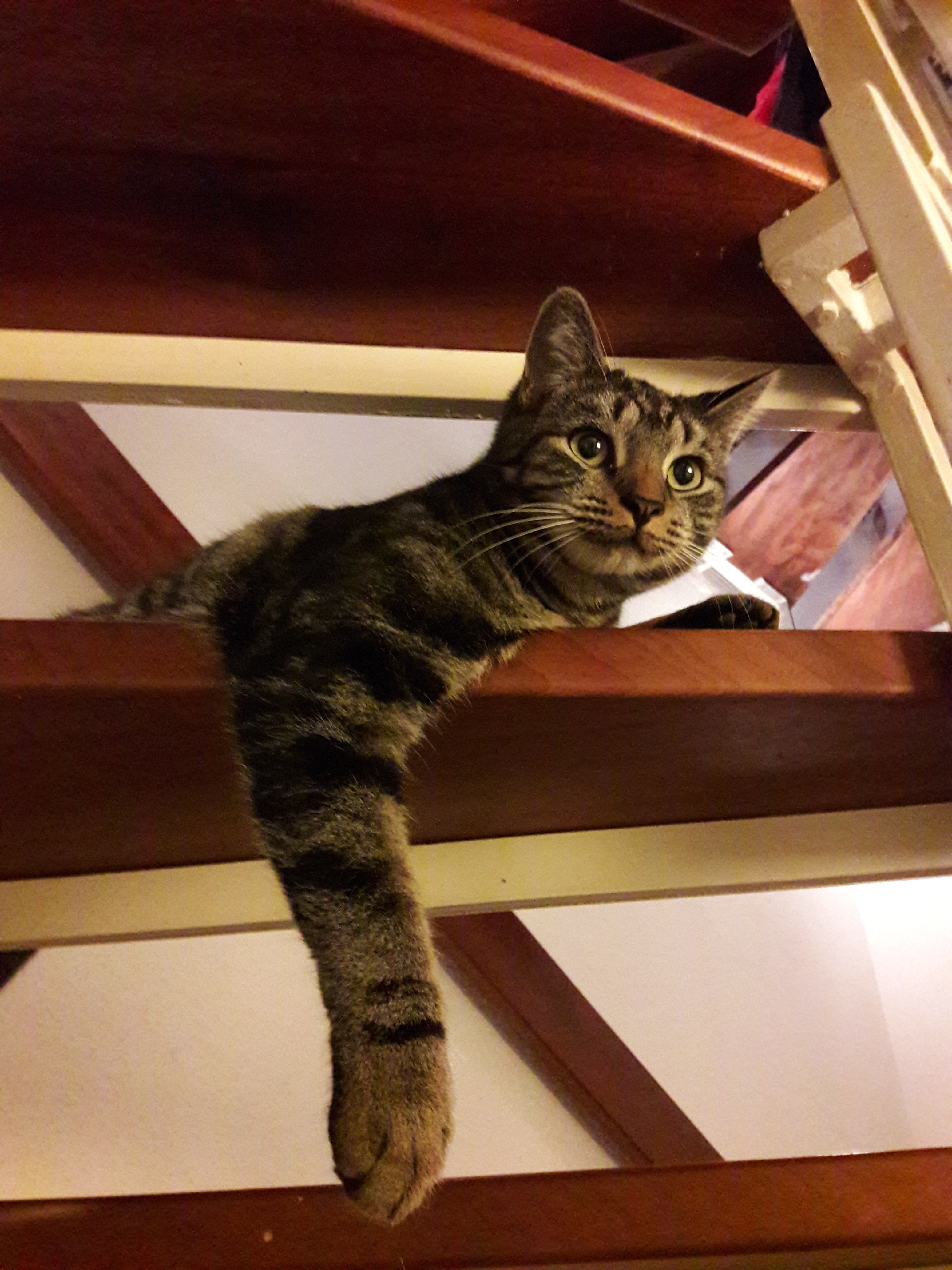 So süß Tiere auch sind, die ganze Familie sollte vorher gut überlegen, ob es passt. Als Geschenk sind Tiere nicht geeignet.