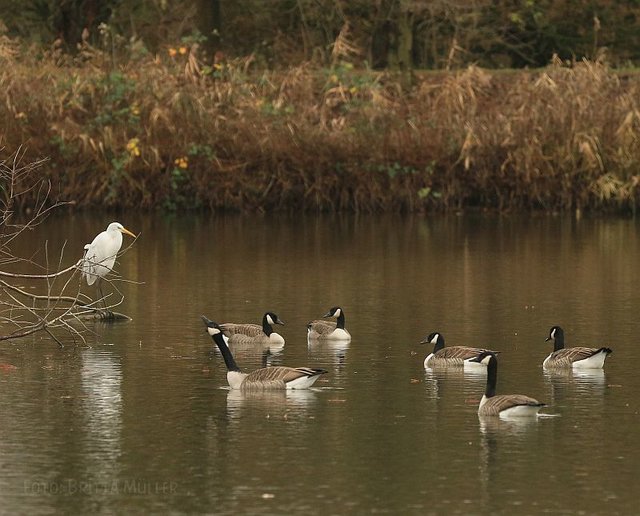 Kanadagänse verdrängen keine anderen Tierarten. Das ist eine böse Lüge. Hier mit einem seltenen Silberreiher auf dem Teich.