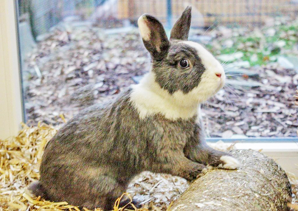Wer nimmt Liz und Zodiac bei sich auf?
Foto: Tierheim Essen