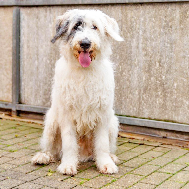 2639: Rüde, nicht kastriert; gefunden m 29. November im Hiesfelder Wald. Da der Fundort nicht konkret mitgeteilt wurde, könnte der Hund in Oberhausen, Dinslaken oder Bottrop entlaufen sein.