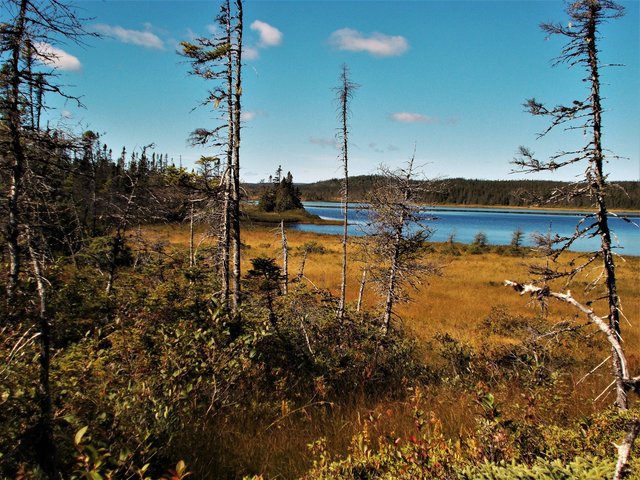 Der Sandy Pond – einer der zahlreichen Seen mit Moorflächen im Terra Nova National Park | Foto: Dr. Gerhard E. Sollbach