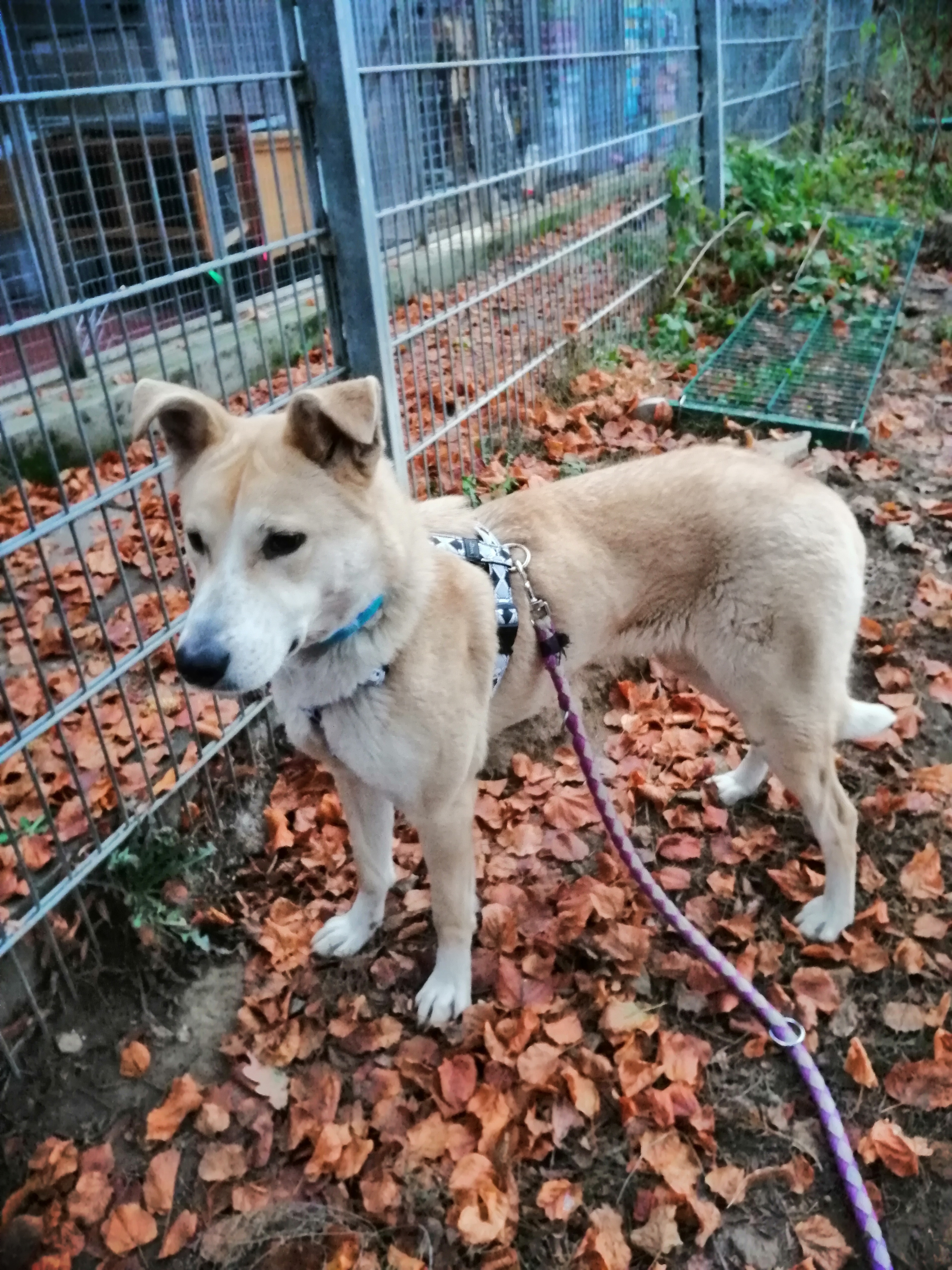 "Wer nimmt mich auf?" Mischlingshündin Wilma sucht liebevolle Hundeeltern. Foto: Tierheim