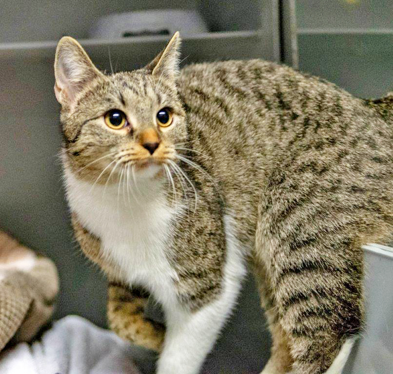 2714: Katze, weiblich; gefunden am 14. Dezember an der Holsterhauser Straße in Holsterhausen
