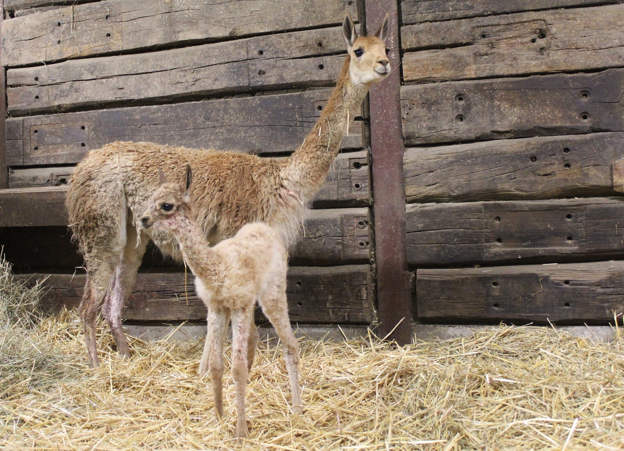 Der Tierpark am Kaiserberg freut sich über noch ein kleines Vikunja.