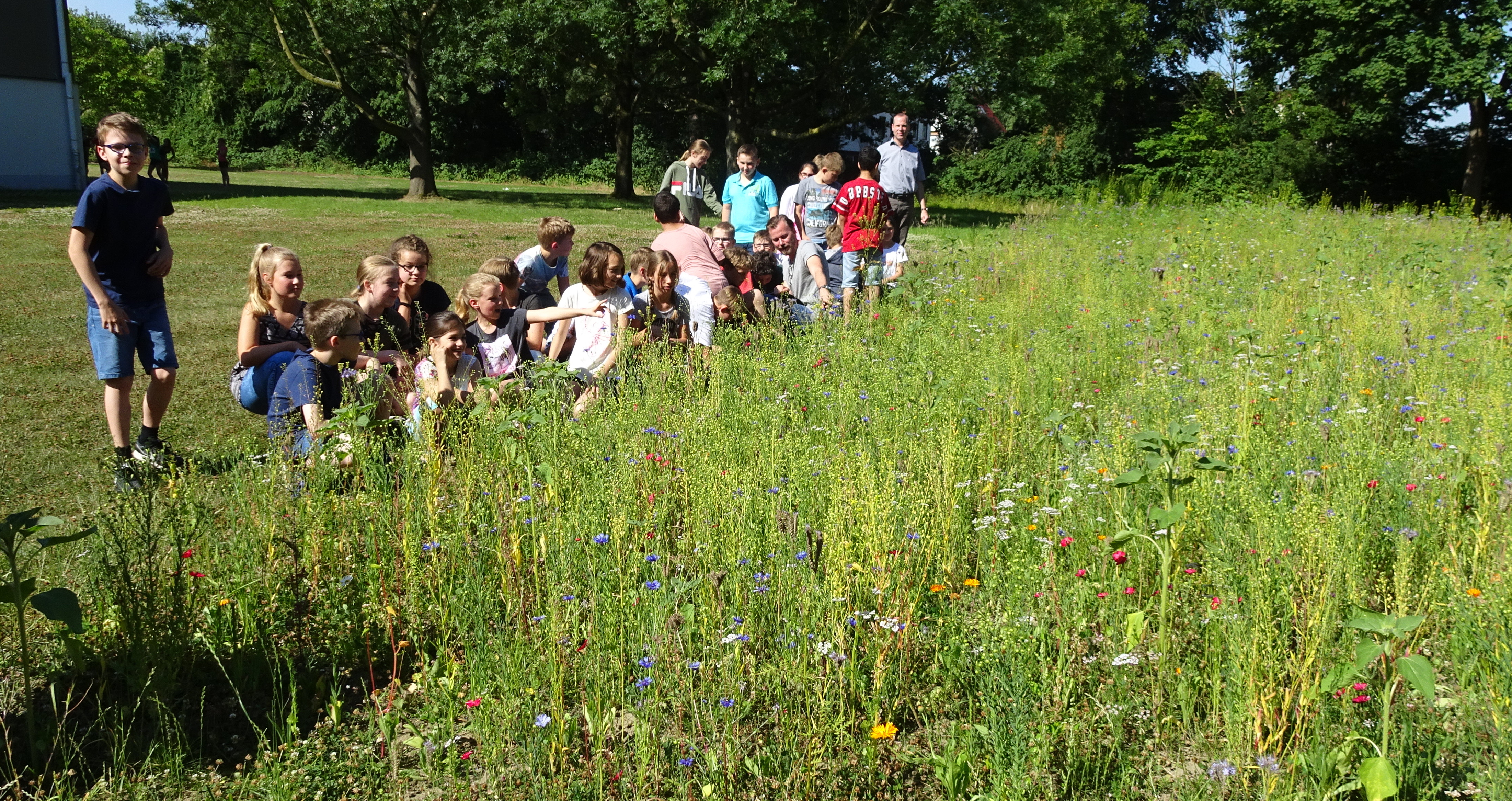 Erst im April 2018 ausgesät, zeigte die neu angelegte "Bienenweide" am Asselner Immanuel-Kant-Gymnasium bereits Ende Juni - trotz des extrem trockenen Frühsommers - ein tolles Ergebnis.
