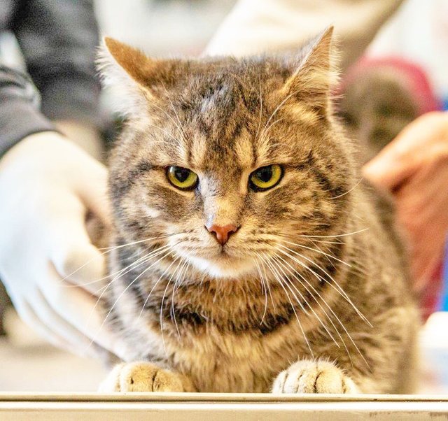 2769: Kater, nicht kastriert; gefunden am 28. Dezember Auf dem Stapel in Schonnebeck