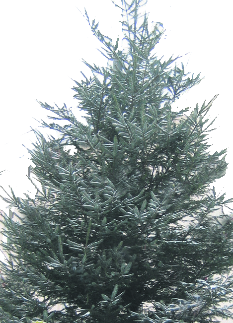 Der Baum sollte von jedem Schmuck befreit sein.