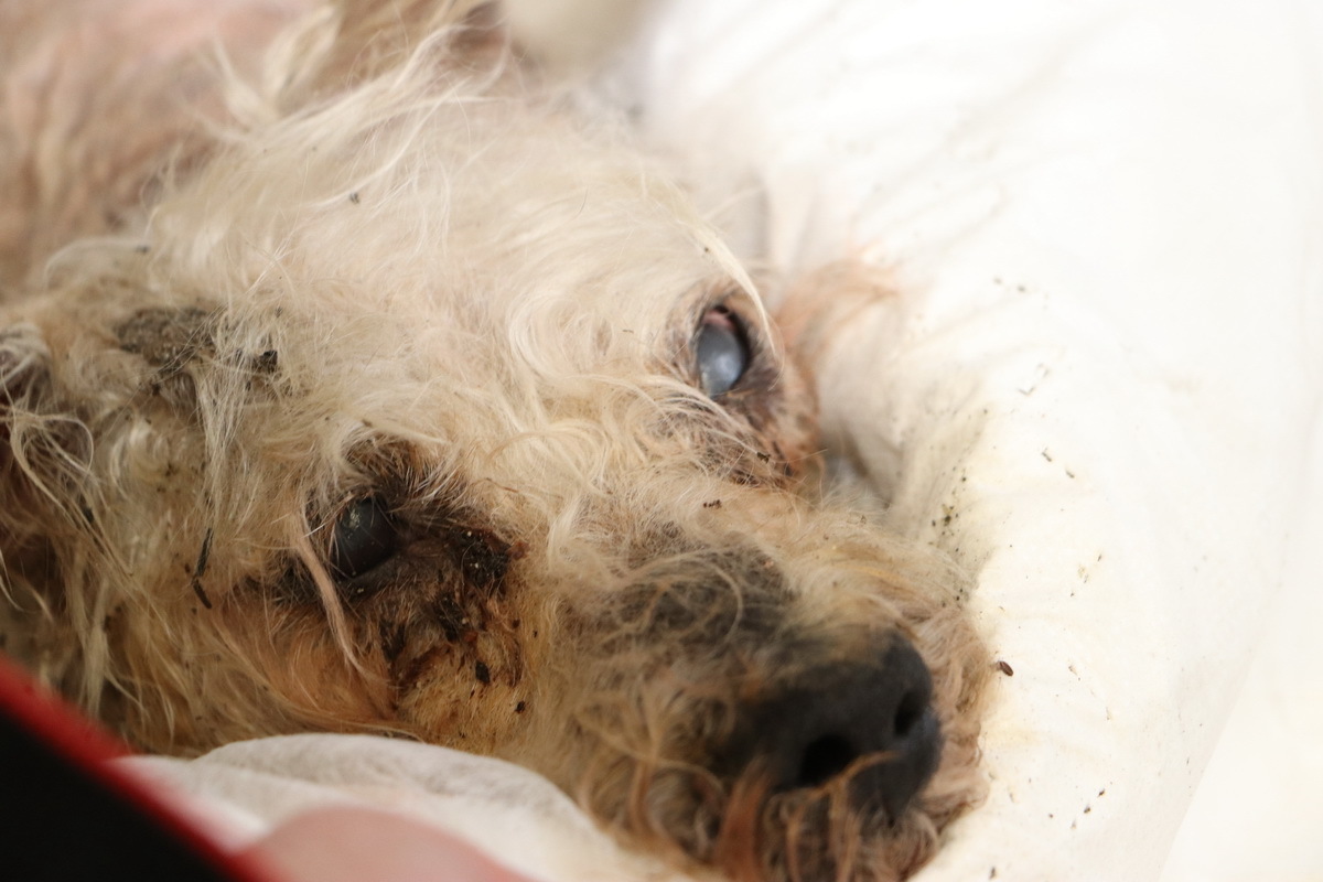 Die Polizei hofft, mithilfe dieses Bildes den Hund und damit auch den Besitzer identifizieren zu können.