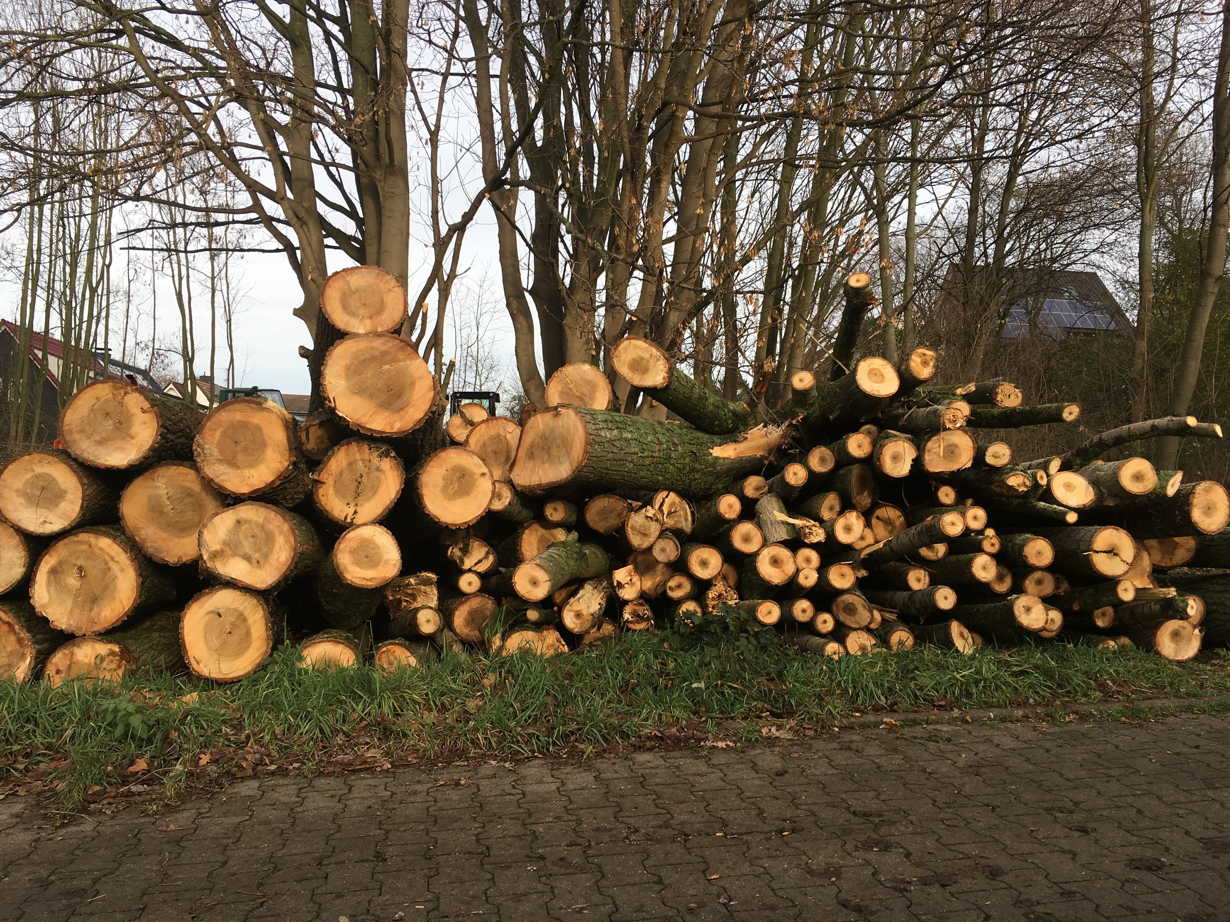 Zahlreiche Bäume sind kürzlich im Waldgebiet Kastanienweg/Westhofenstraße gefällt worden.