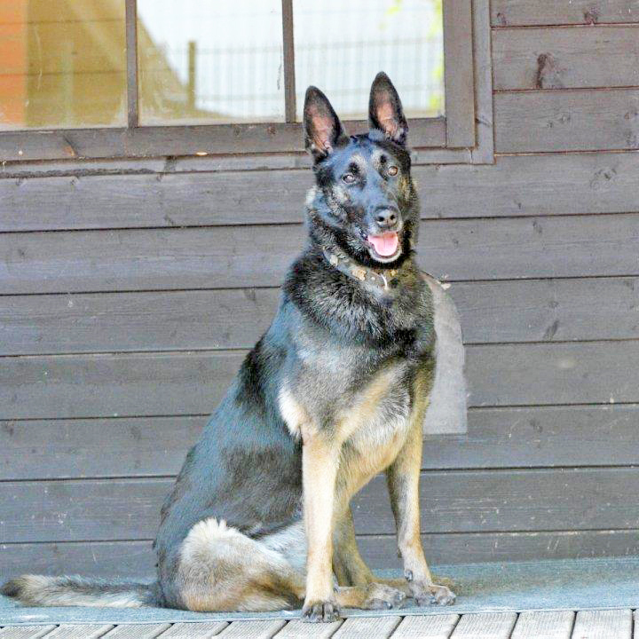 Die schöne Hexe wartet schon seit sechs Jahren im Tierheim auf eine liebevolle Familie. Foto: Tierheim Essen