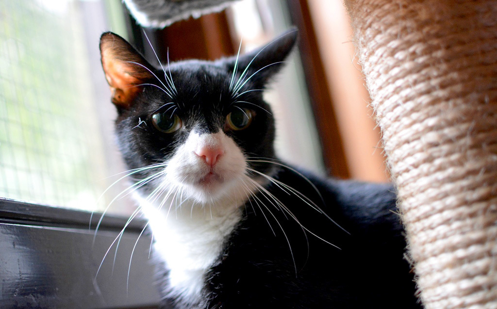 Die süße Katze Felis spielt gern mit Menschen.