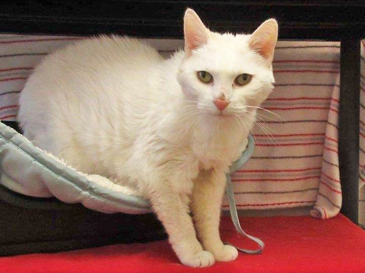 Traumkatze Schatzi sucht ein liebevolles, ruhiges Zuhause. Foto: Tierheim Essen