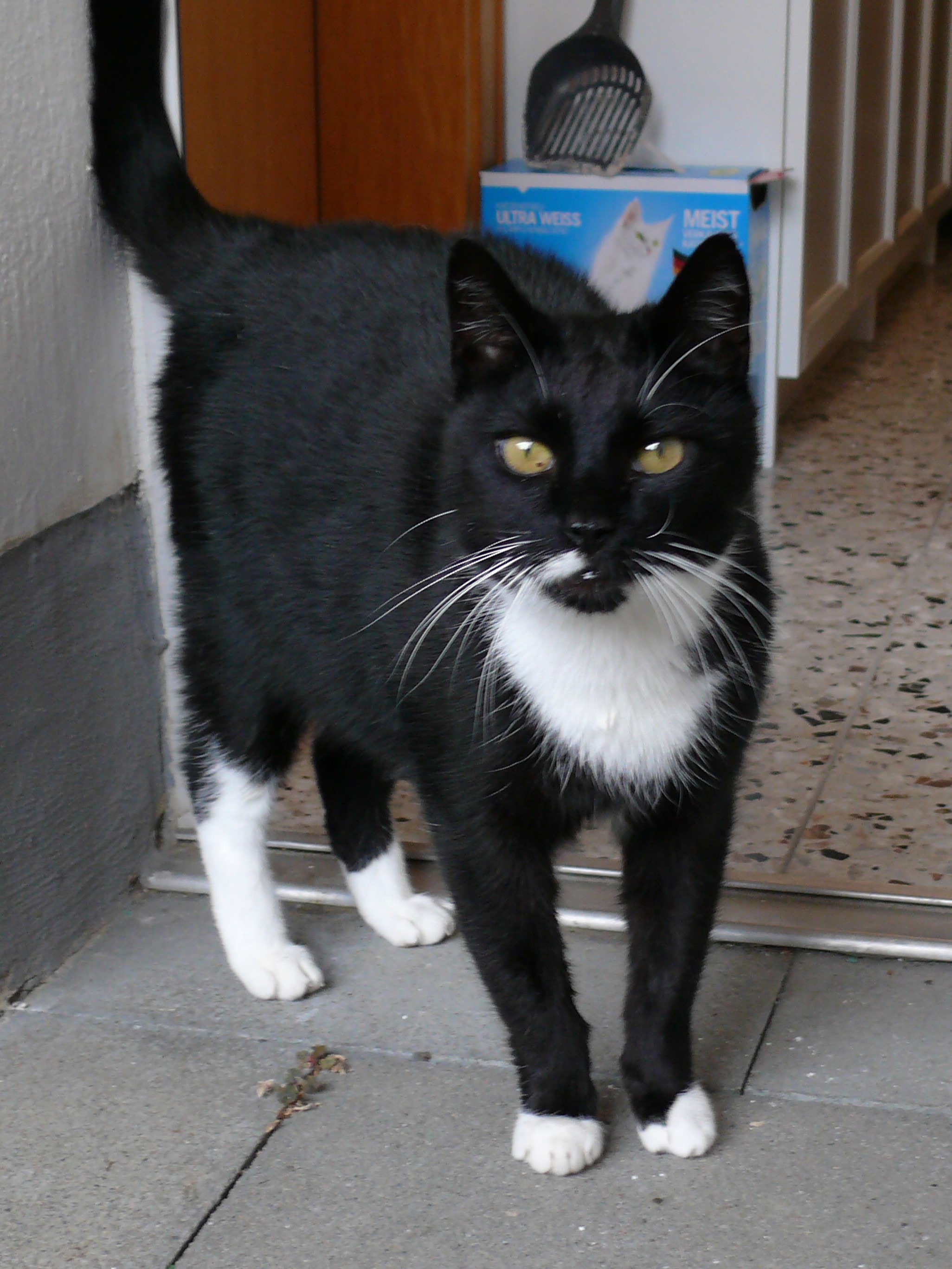 "Felix" wird schmerzlich vermisst.Foto: privat