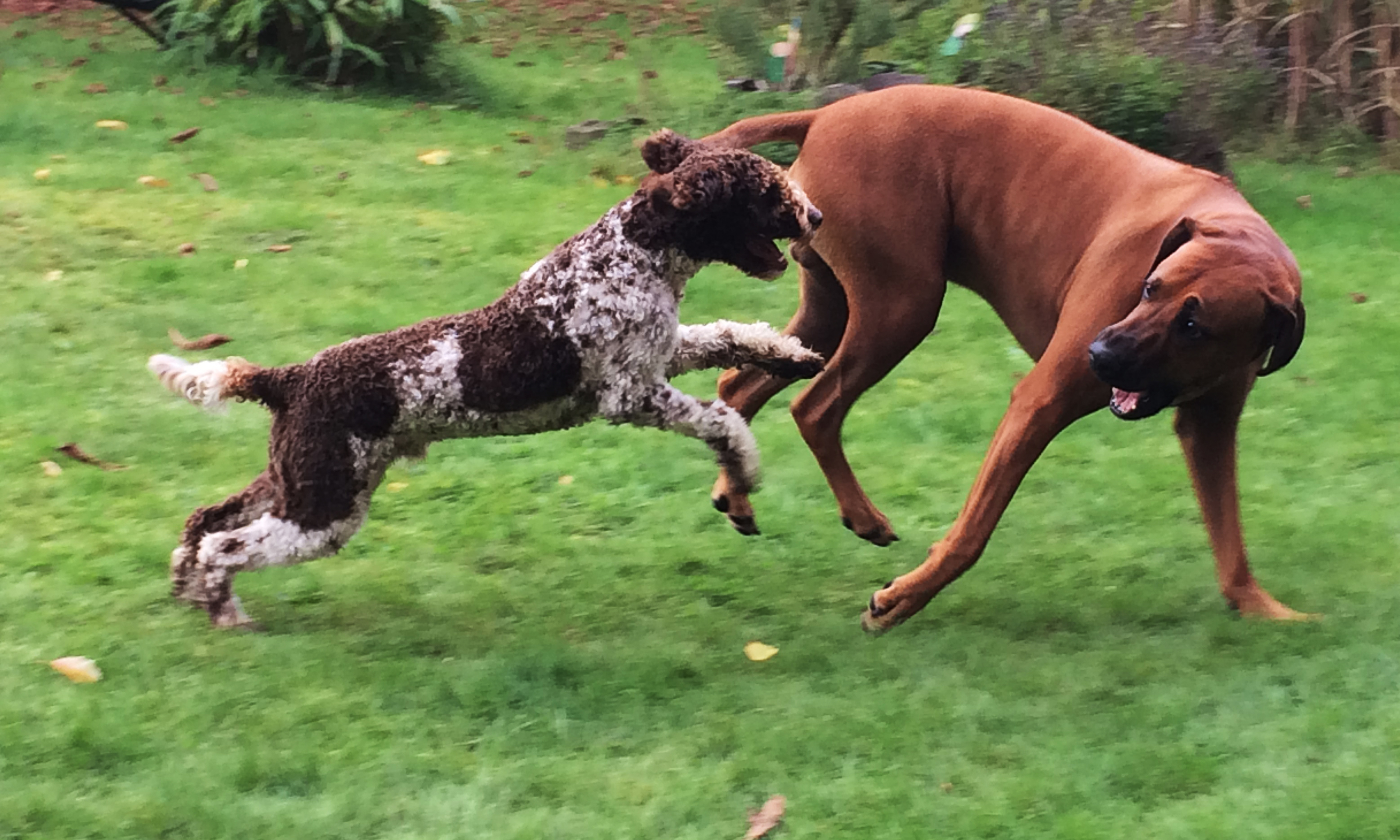 Jeder Hund , egal ob groß oder klein, braucht Regeln. Regeln, die ihr Hund kennt und auch akzeptiert. Foto: Menze
