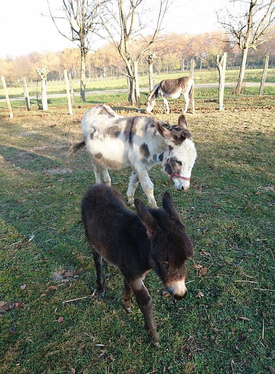 Eselin Tina, Töchterchen Elli und Janosch freuen sich auf die jungen Feriengäste.