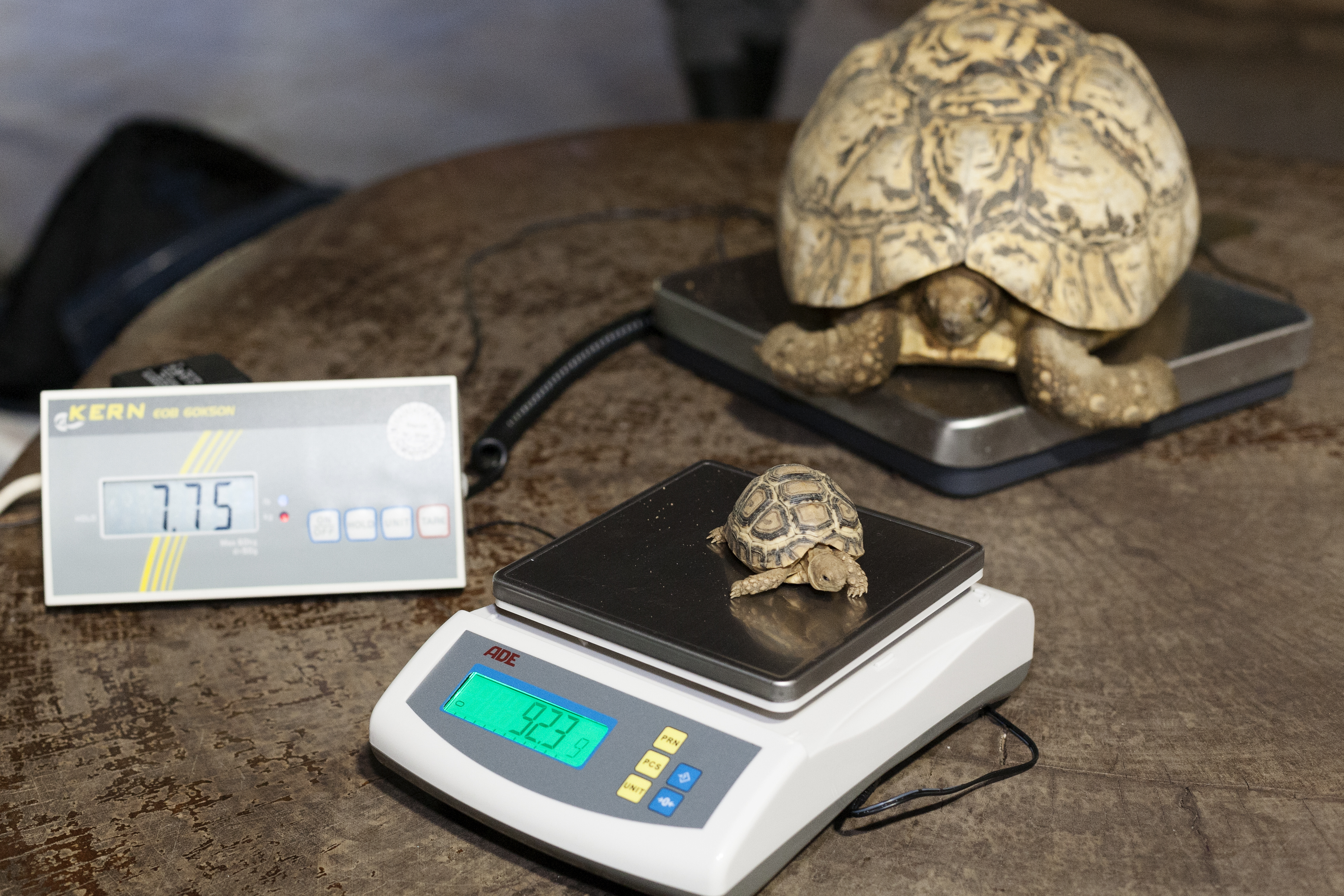 Ab auf die Waage, auch die Schildkröten mussten nach dem Jahreswechsel gewogen werden.