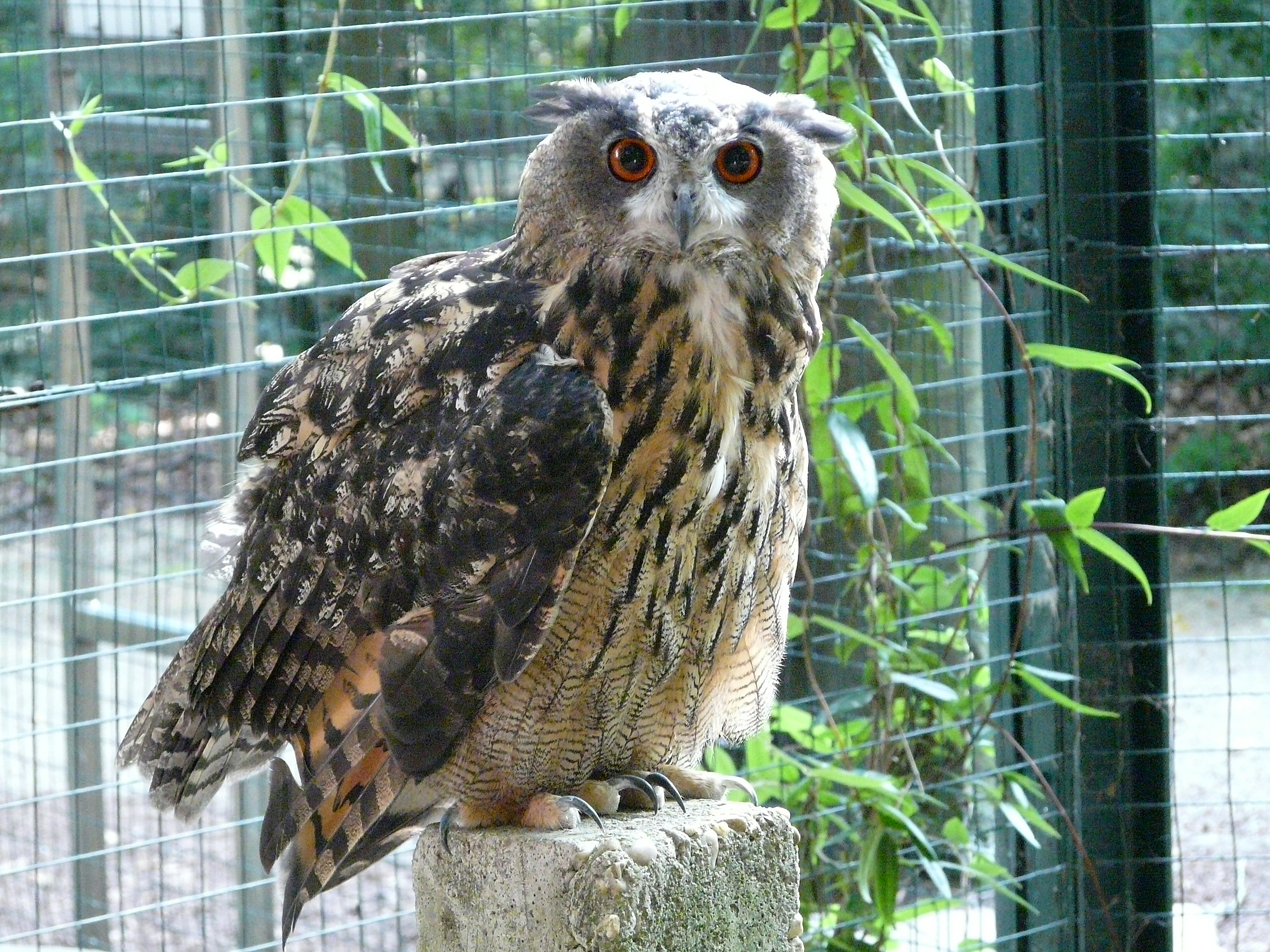Uhu Bodo. Foto: Tiergehege