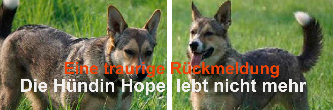 Fotomontage © Jürgen Thoms - Die entlaufene Schäferhündin Hope