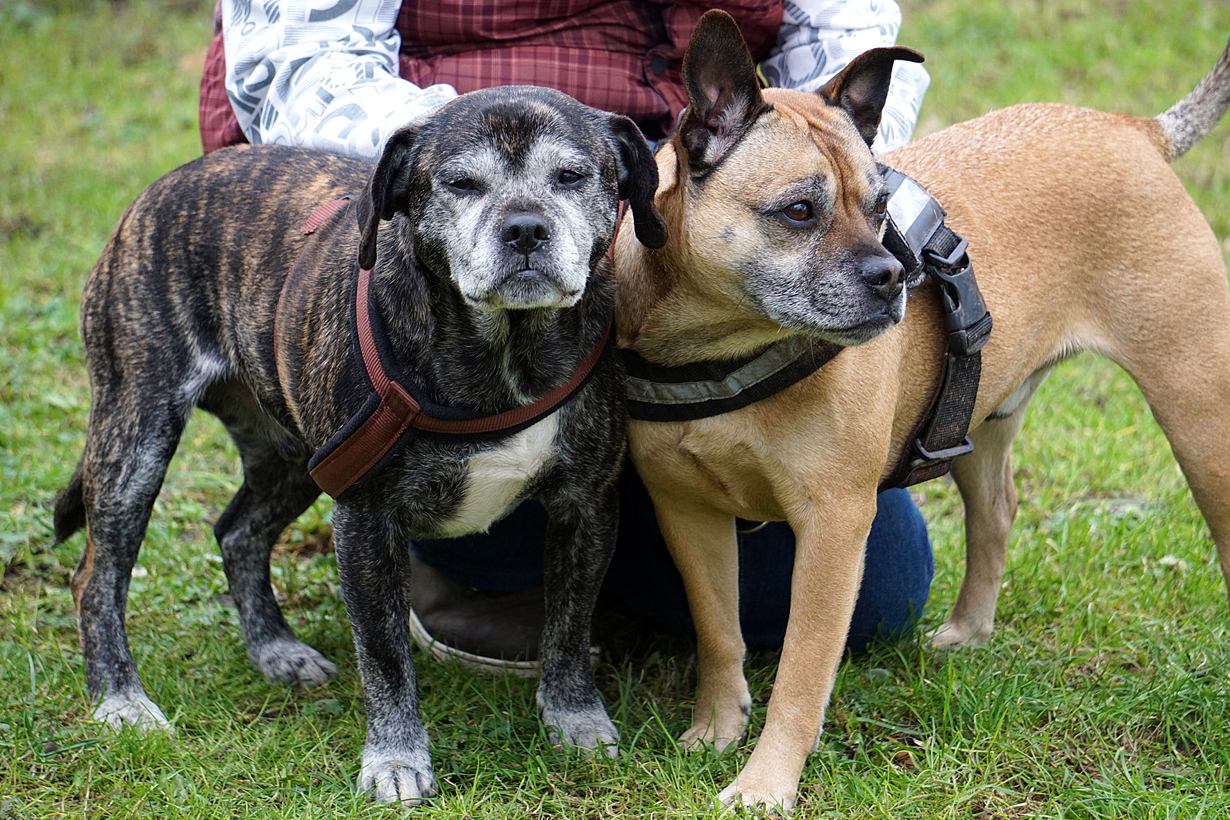 Hector und Bruno sollen nicht getrennt werden.