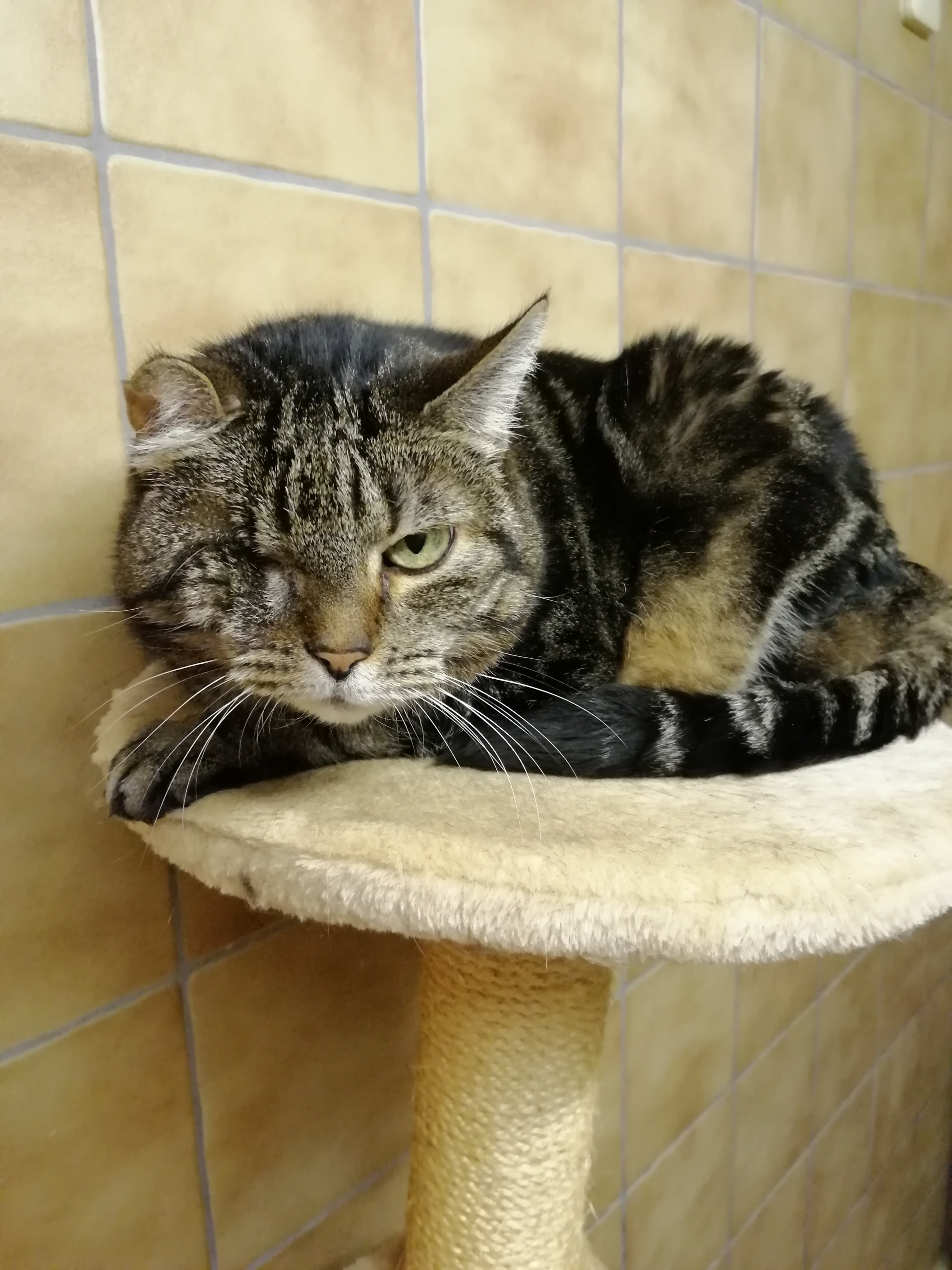 Ronja ist vom Leben gezeichnet und auf der Suche nach lieben Menschen.Foto: Tierheim