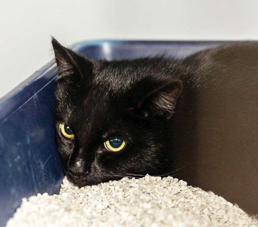 38: Katze, weiblich; gefunden am 9. Januar an der Beisenstraße in Katernberg