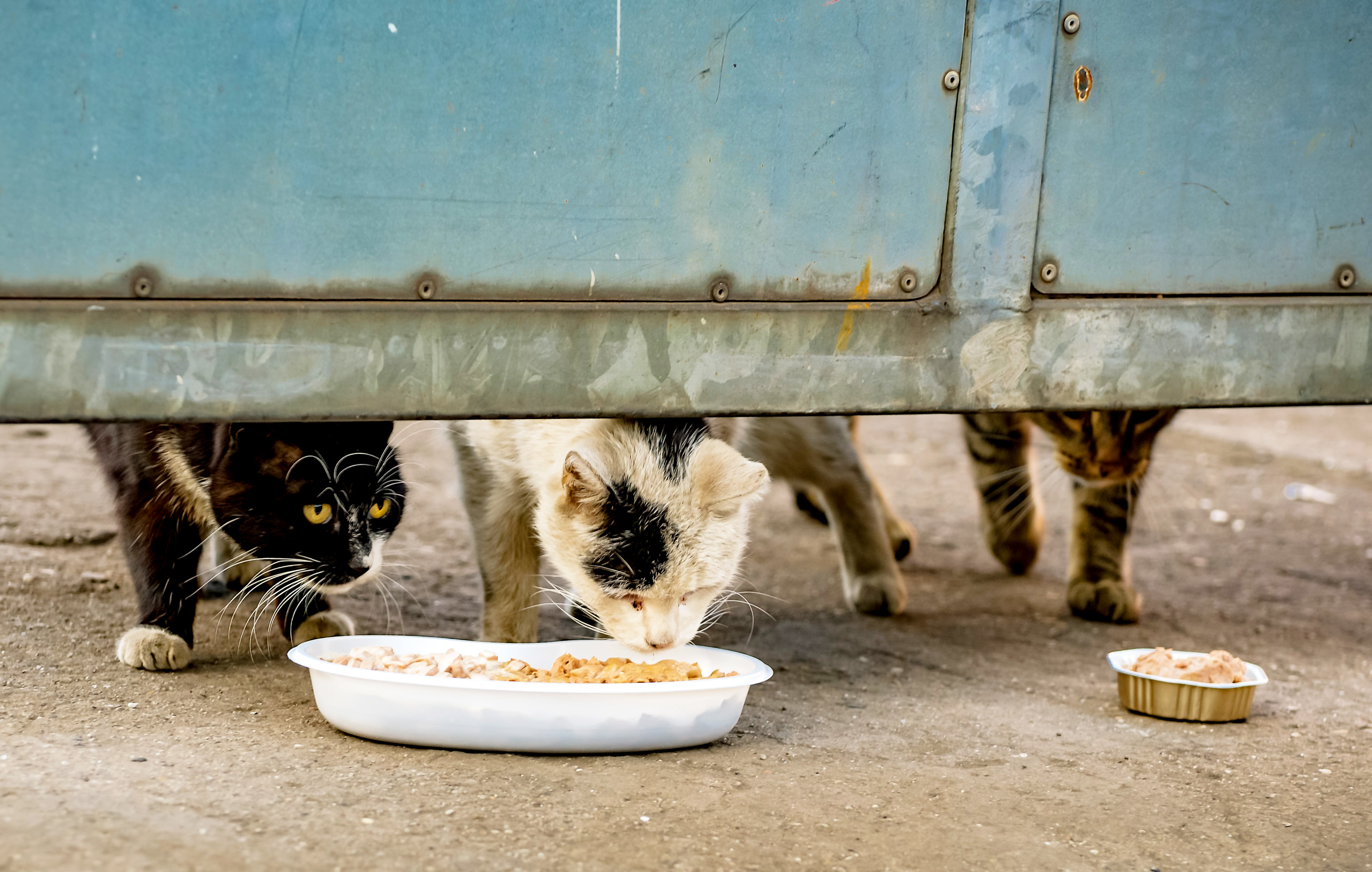 Um Katzenschutz in Essen geht es im Workshop am 25. Januar. Foto: Tierheim Essen