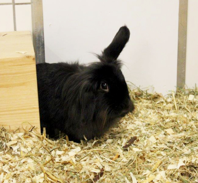 Wer schenkt den Kaninchenfreunden Alois und Renfield ein liebevolles endgültiges zuhause? Foto: Tierheim Essen