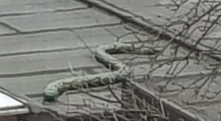 Nur eine Plastikschlange, kein verendeter Python