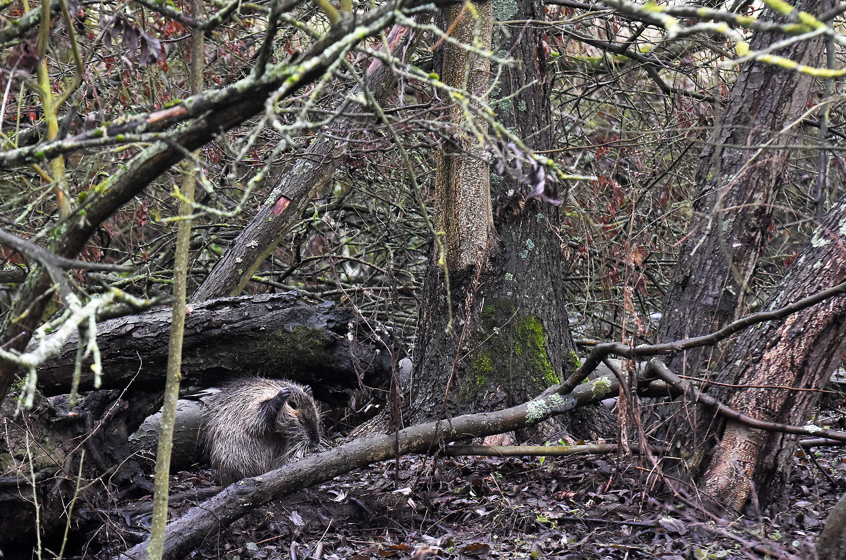 Nutria - da putzt er! Genau gesagt reibt er sich mit Drüsenfett ein, um sich im Wasser zu schützen.