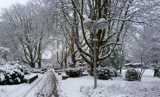 Verschneiter Stadtgarten In Dortmund Dortmund City