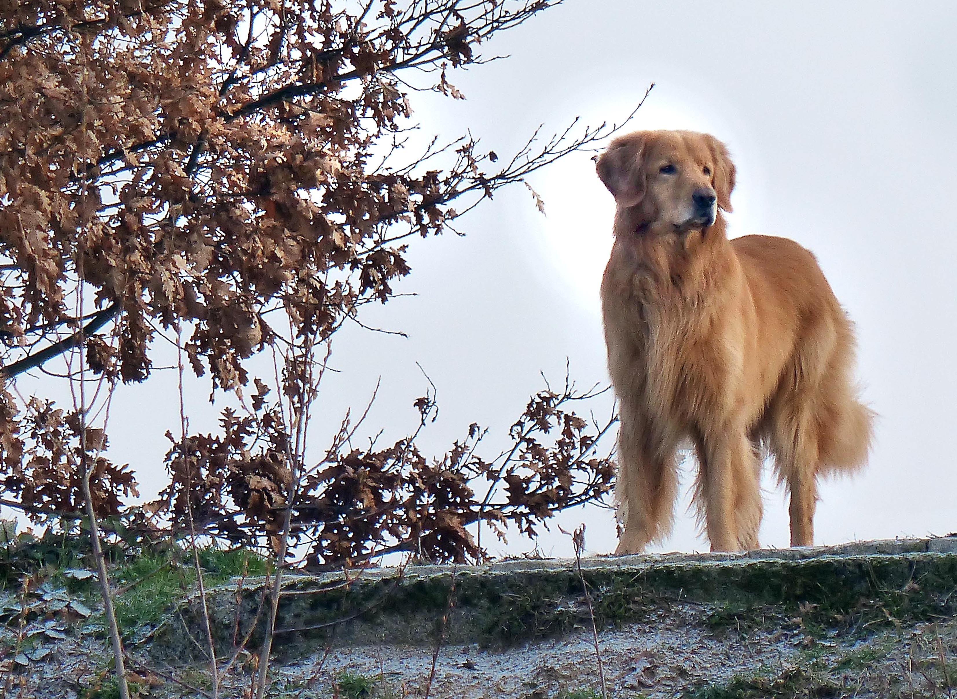 Golden Retriever Bruno.