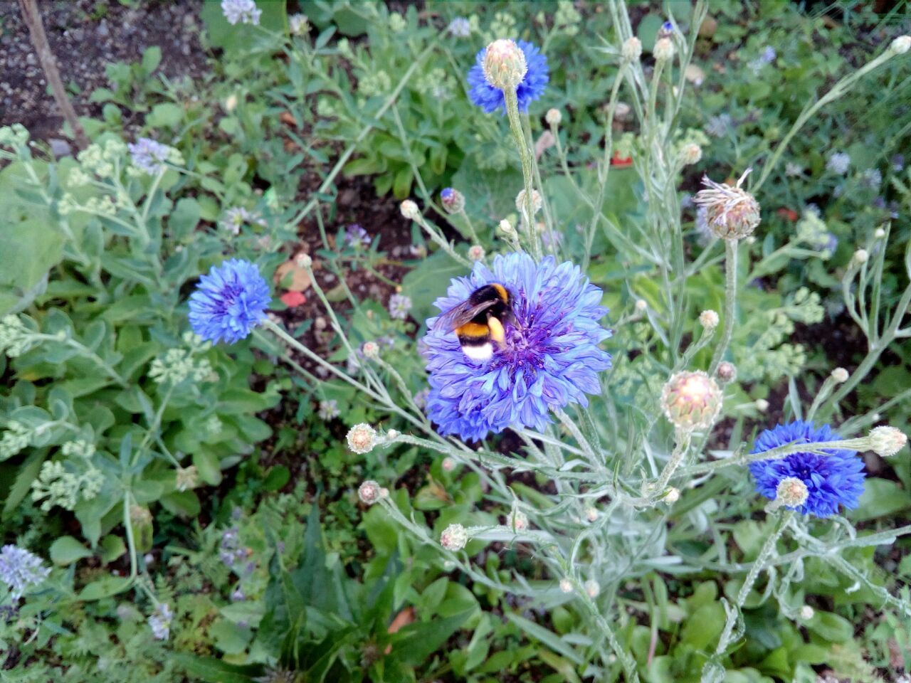 In Weeze soll etwas getan werden für Bienen und Pflanzen. Foto: privat