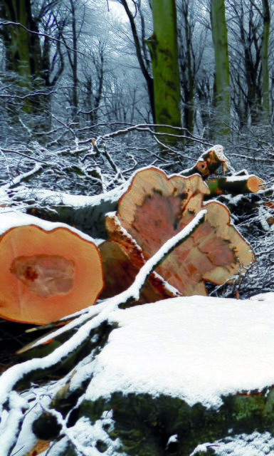 Ab nächster Woche (5.2.) beginnen in Kamen Baumfällungen im Wald. Foto: Archiv