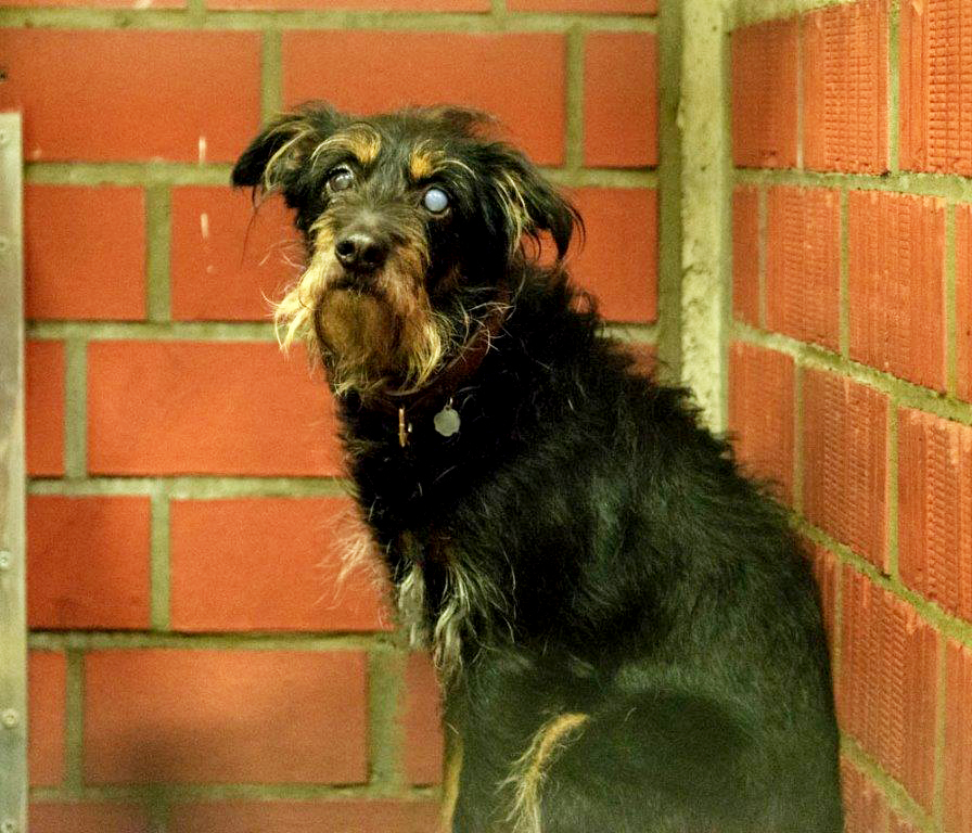 134: Rüde, nicht kastriert; gefunden am 25. Januar an der Zollvereinstraße in Katernberg