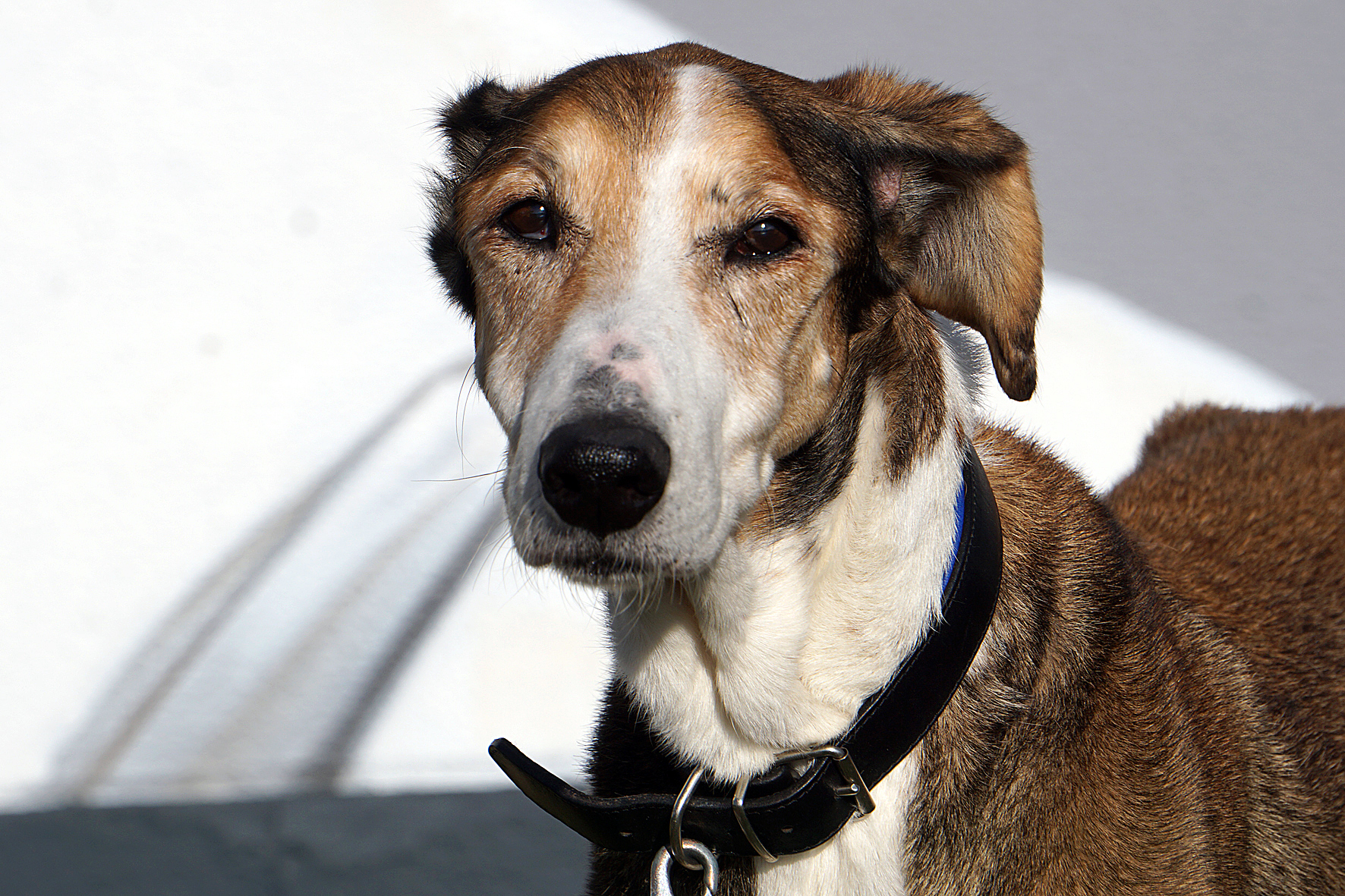 Windhund-Mix Gino