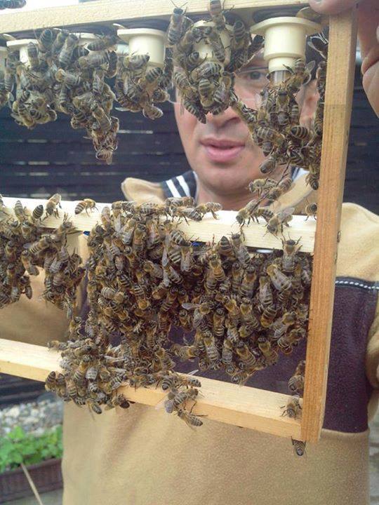 Herr Gino Collica bei Bienen-Königinnenzucht.