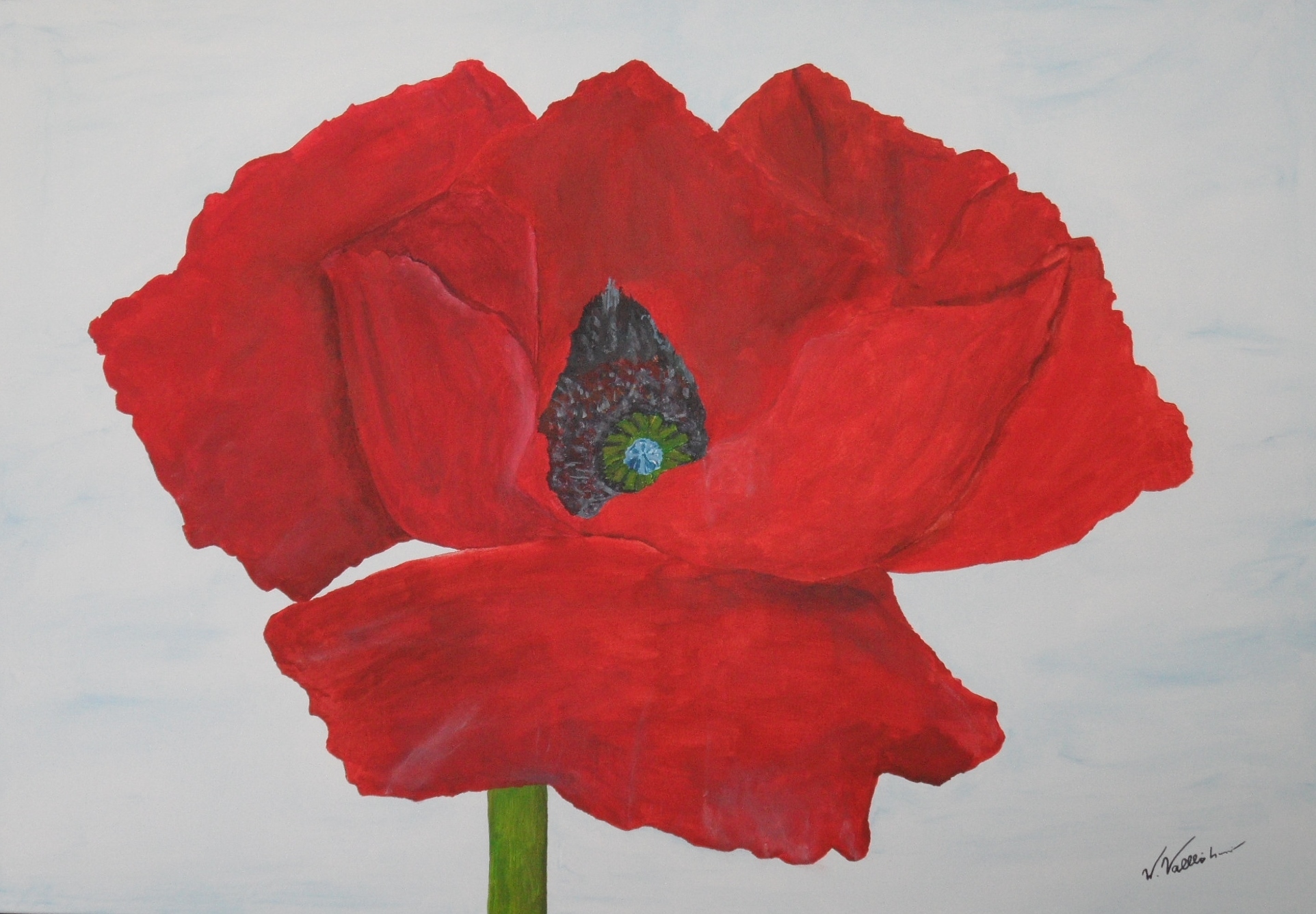 Mohnblume von Wilfried Vallböhmer.