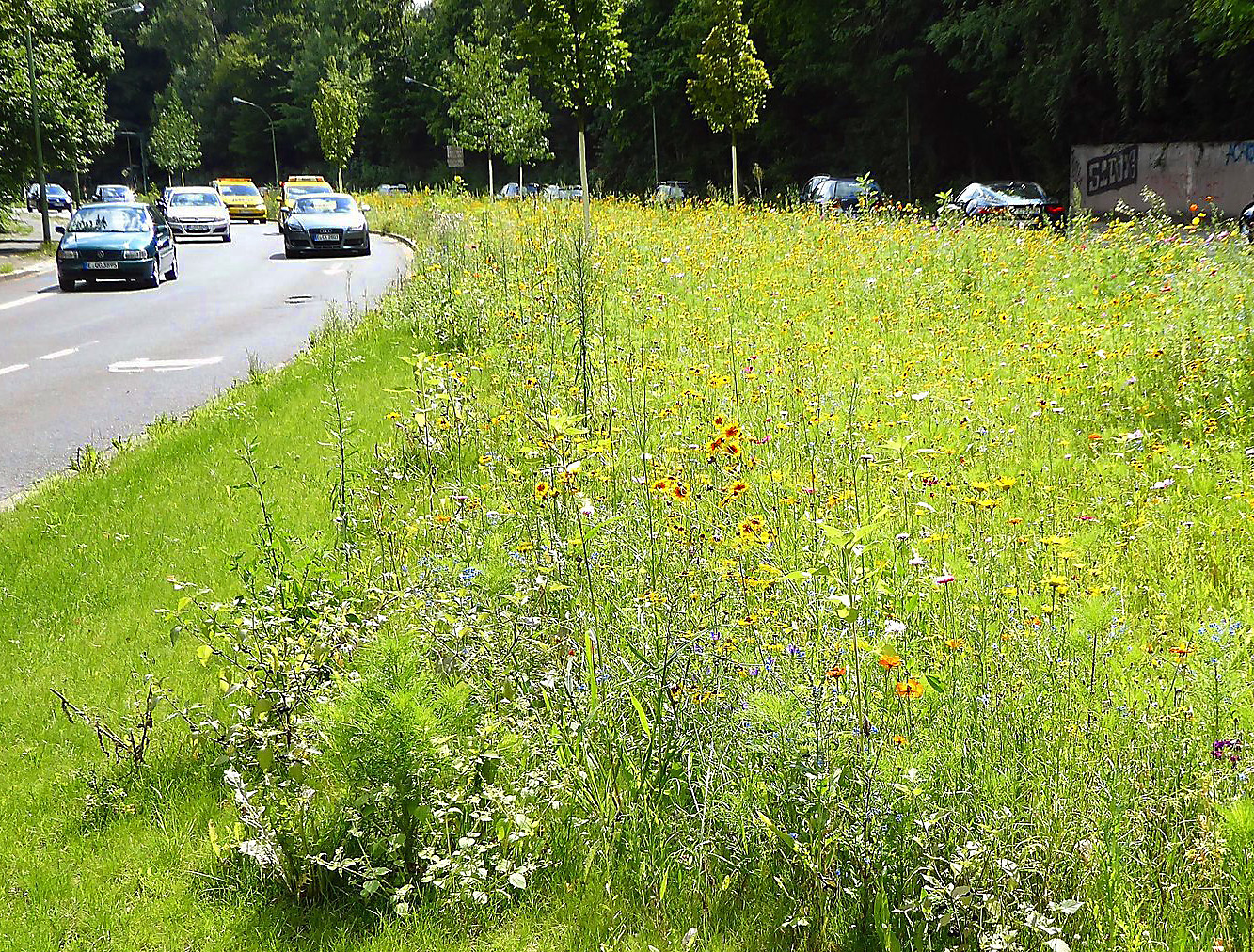 Die Wittenbergstraße bietet ein gutes Beispiel für einen breiten, mit Blühpflanzen eingesäten Mittelstreifen, der von viel Autoverkehr umgeben ist.
