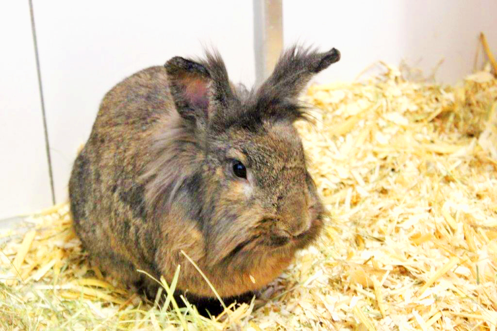 Wer nimmt die süßen Fellnasen bei sich auf? Foto: Tierheim Essen
