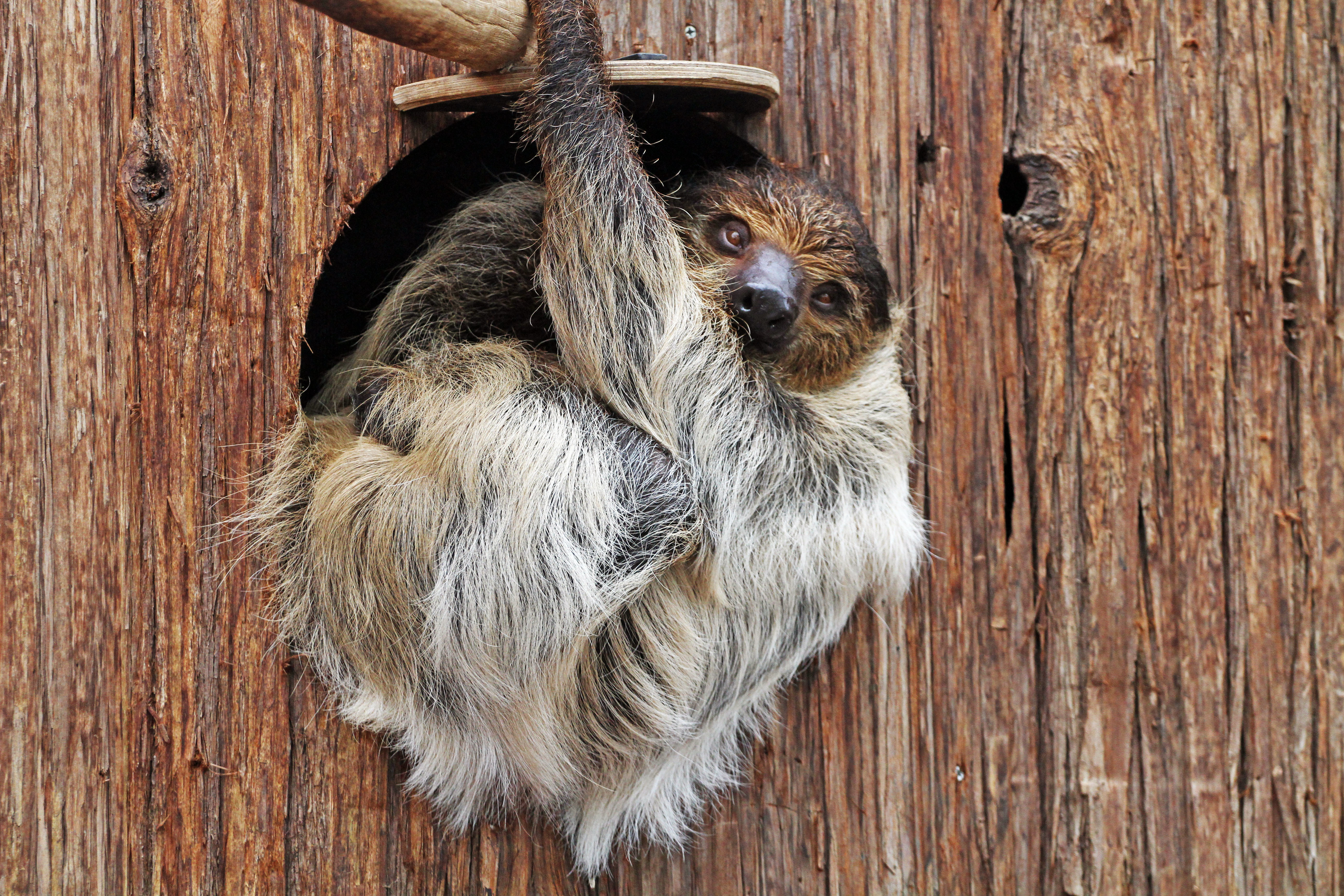 Während die Faultiere ihren Namen alle Ehre machen, sind die Kinder beim Ferienprogramm fleißige Zoohelfer.