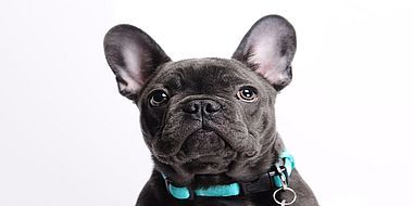www.duesseldorf.de_steueramt_hundesteuer.html