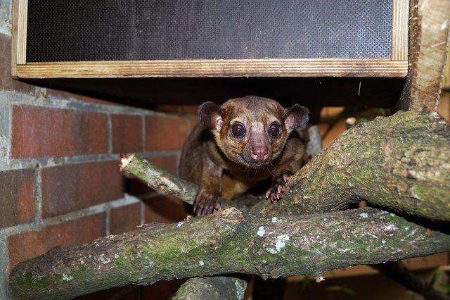 Wickelbären werden meist um die 20 Jahre alt, wobei die ältesten Tiere in menschlicher Obhut bis 40 Jahre alt wurden.