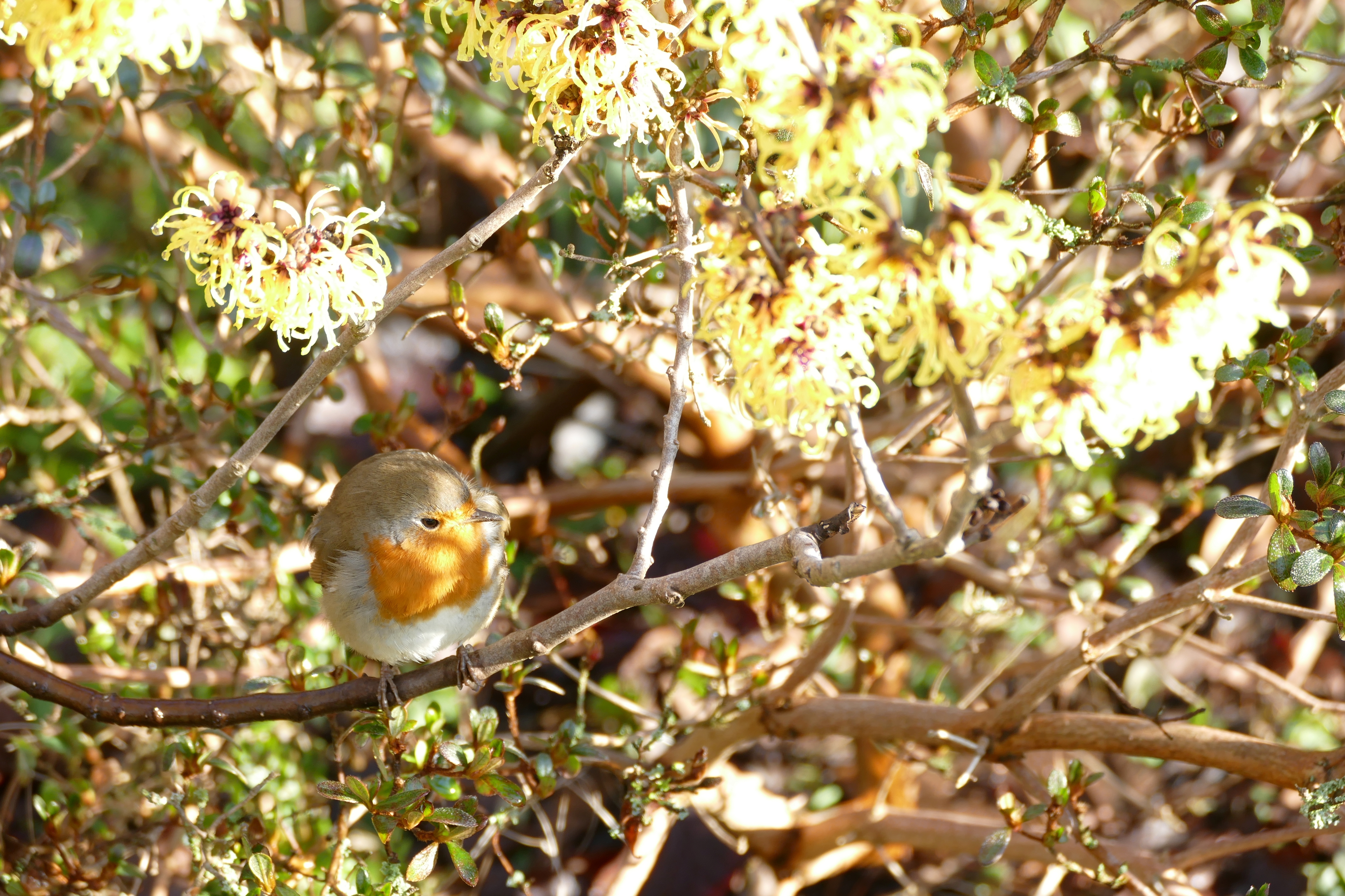 Robin on a witch hazel branche, around the Chinese New Year