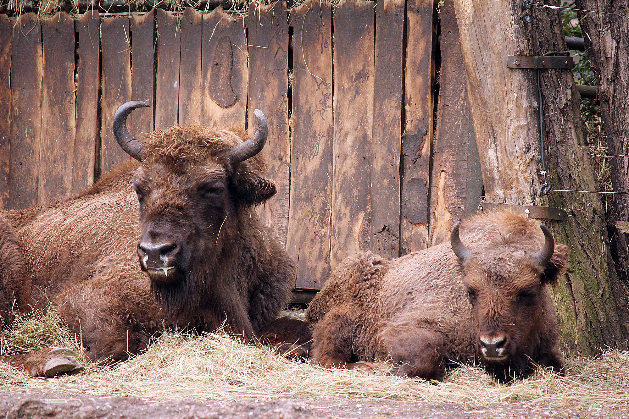 Weibchen Pogoda II und Tochter Dunewa haben im Wild- und Freizeitpark Allensbach ein neues Zuhause gefunden.