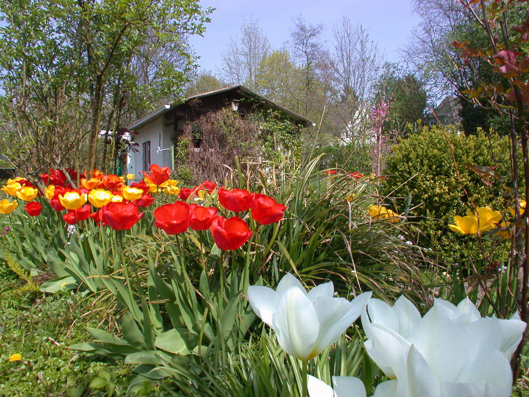 8.500 bewirtschafteten Parzellen gibt es in Essen. Ihre Pächter sind in 109 Gartenbau- und Kleintierzüchtervereinen organisiert, die dem Stadtverband Essen der Kleingärtnervereine angehören. Dieser feiert in diesem Jahr sein 100-jähriges Bestehen.