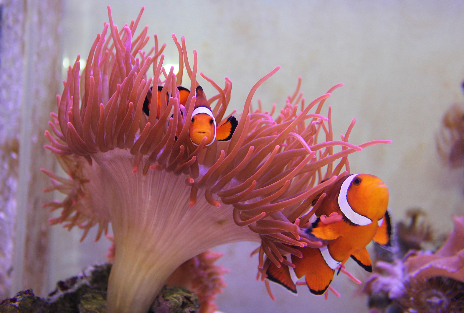 Findet Nemo!